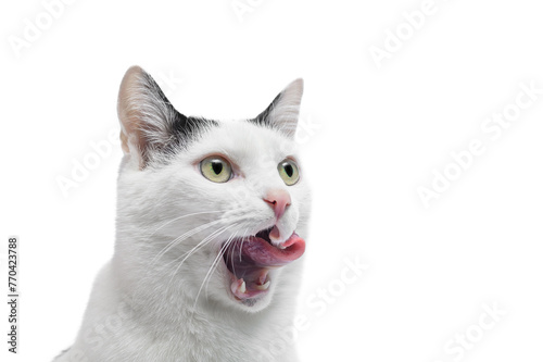 Kot oblizuje się językiem, z bliska, na białym tle