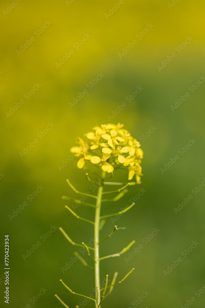close up picture of beautiful Brassica elongata flower in a public park in Madrid close up picture of beautiful Brassica elongata flower in a public park in Madrid