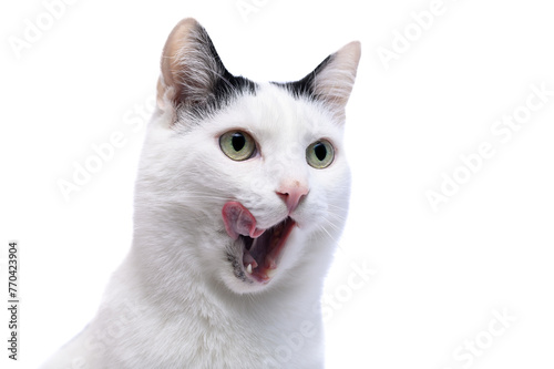 Głodny kot oblizuje się na widok jedzenia, pysk z bliska © Paweł Kacperek
