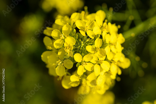 Canvastavla close up picture of beautiful Brassica elongata flower in a public park in Madri