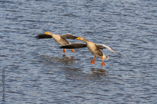 Greylag geese coming in to land on a Pond lake in Richmond Park photo
