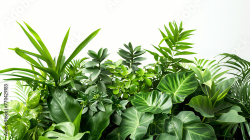 Various Green Plants Arranged on a Table