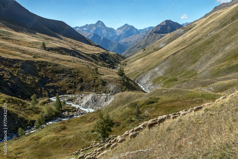 Troupeau de moutons , Randonnée au Lac des Quirlies en été , Isère , France