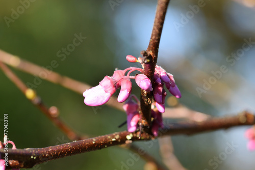 fleurs violettes