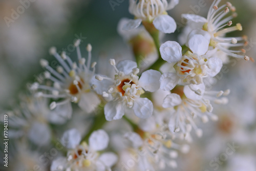 fleur blanche
