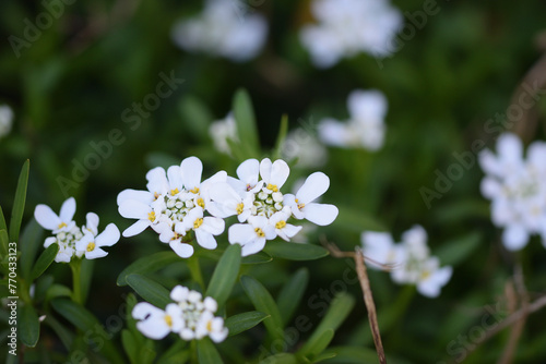 fleurs blanches