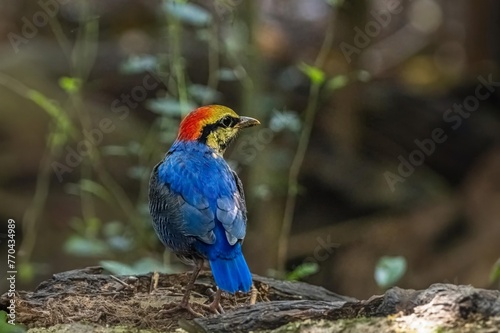 Beautiful blue bird in nature Blue pitta. © sakda