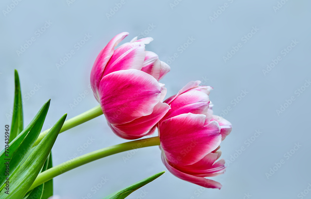 Fototapeta premium two opened tulip buds pink peony Columbus
