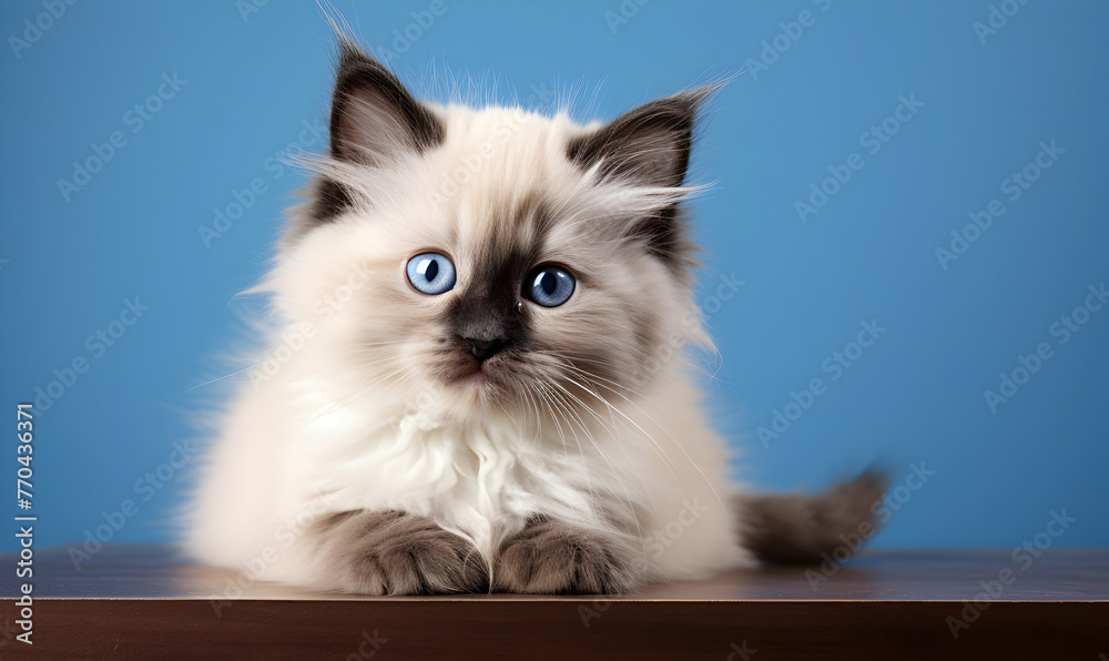 Fototapeta premium Cute little siberian kitten sitting on the sand in the desert