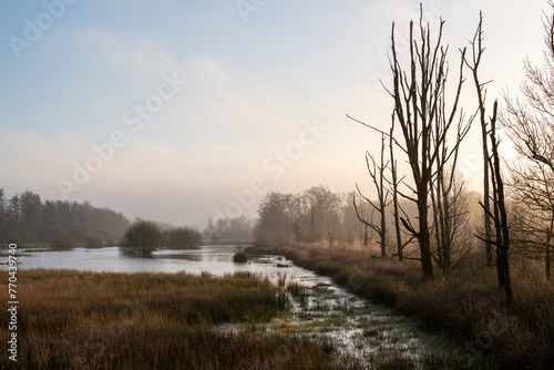 beautiful myst in the morning fog 'de Peel' national park in the Netherlands