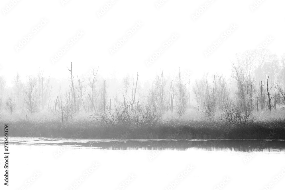 beautiful myst in the morning fog 'de Peel' national park in the Netherlands - obrazy, fototapety, plakaty 