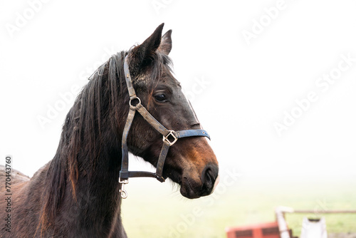 detail of a young horse in the field with halter and mud