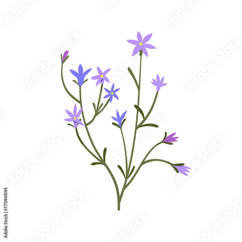Spreading bellflower. Spring flower branch. Field floral stem. Delicate wildflowers. Meadow blooms, summer plant, campanula patula. Botanical flat vector illustration isolated on white background