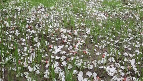 The spring green grass is swaying in the wind, the petals of apricot flowers have fallen to the ground.