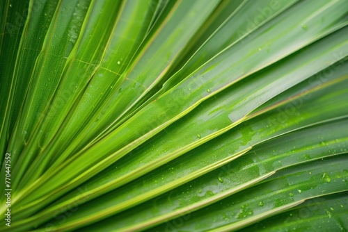 macro shot palm leaf texture natural tropical green leaf and water drop