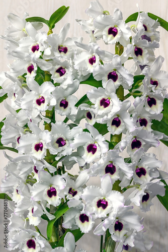 Dendrobium Spring Fairy 'Ice Fall' a hybrid nobile type orchid