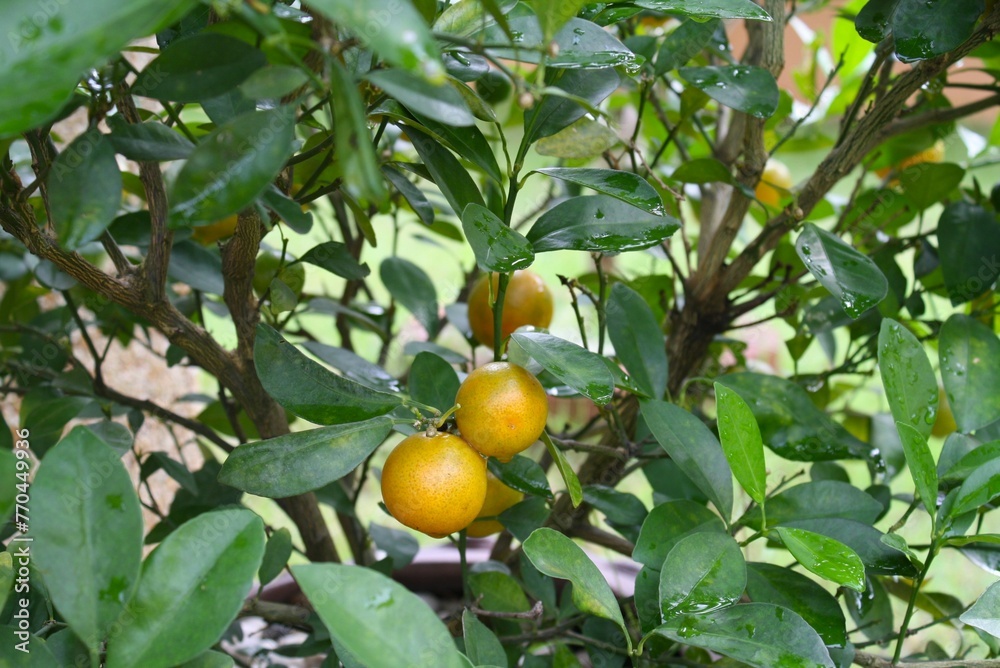 Oranges fruit among green leaves in the garden Oranges fruit among green leaves in the garden