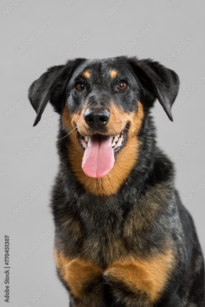 beauceron dog happy head portrait in the studio on a gray background beauceron dog happy head portrait in the studio on a gray background