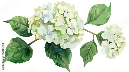 Watercolor White  Green Hydrangea Flat vector isolated photo