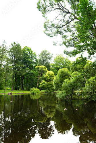 Summer landscape by a pond on a transparent background
