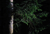 Coniferous forest in morning light
