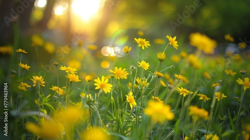 yellow flowers on the field © Tejay