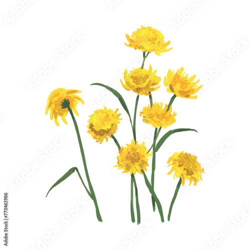 Sunflower, sunflower illustration 