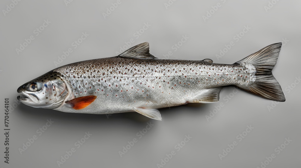 A gray surface features a reddened fish positioned upright, displaying a crimson spot on its side A gray surface features a reddened fish positioned upright, displaying a crimson spot on its side