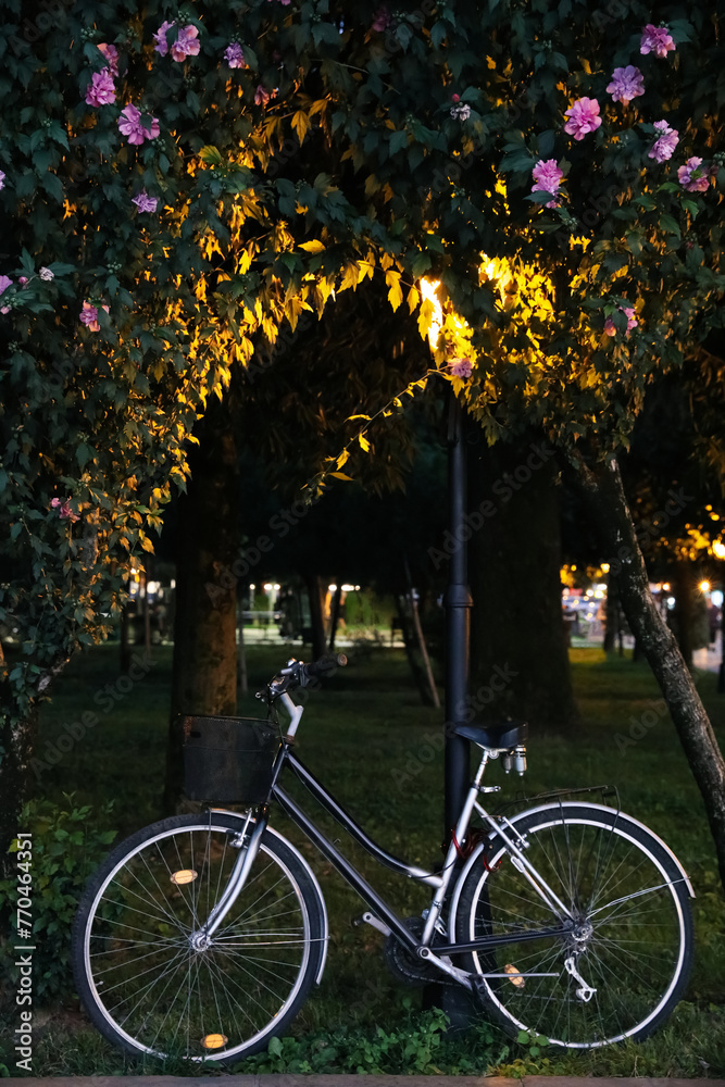 Bicycle with basket parked near beautiful tree in evening