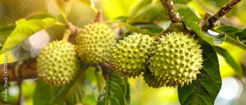  A lush tree brimming with abundant, immature fruit dangling from its boughs, all shrouded in verdant foliage