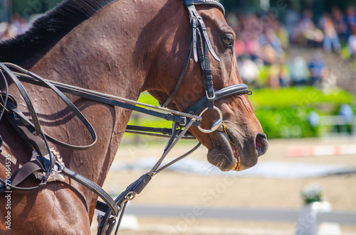 head of a horse at an equestrian event © Vic