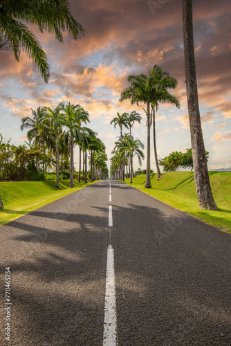 The famous palm tree avenue l’Allée Dumanoir. Landscape shot from the middle of the street into the avenue. Taken at a fantastic sunset. Grand Terre, Guadeloupe, Caribbean © Jan
