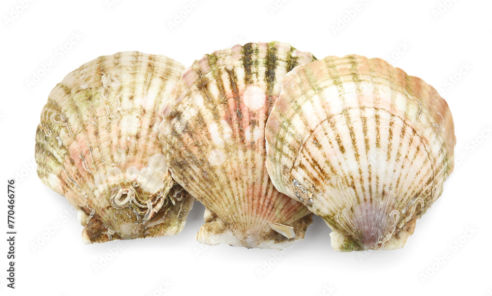Fresh closed scallops isolated on white, top view Fresh closed scallops isolated on white, top view
