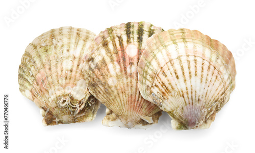 Fresh closed scallops isolated on white, top view