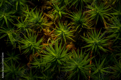 Closeup macro shot of common haircap moss, latin name: Polytrichum strictum