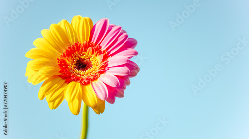 Single  close up gerbera daisy blends yellow and pink against clear sky background  symbolizing beauty of diversity and individuality in nature. Concept of beauty and joy of being distinct