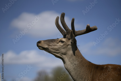 Riga, Latvia - September 09 2023: a close up of a deer with antlers on it's head. © Oleg