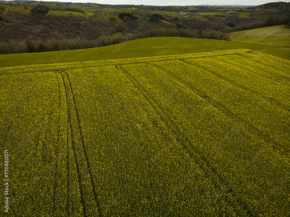 agricultural colza field aerial drone view