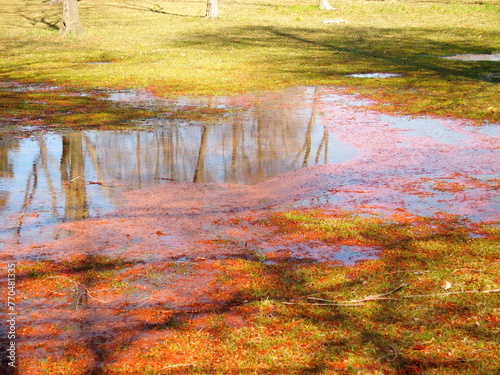 青空を映す水溜まりのある雨上りの水元公園の芝生の広場