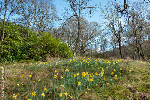 Beautiful Scottish woodland in spring with beds of daffodils, or narcissus flowers surrounded by trees and shrubs, magnificent wild nature off the beaten track great for forest bathing and exploring