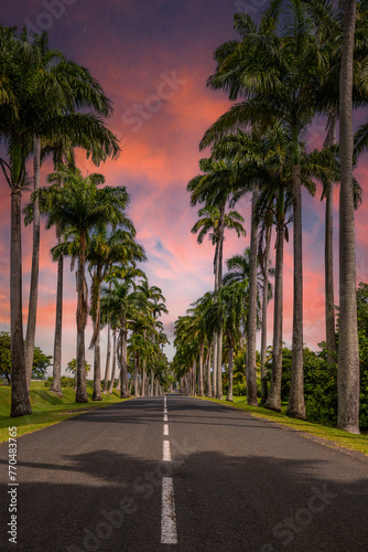 The famous palm tree avenue l’Allée Dumanoir. Landscape shot from the middle of the street into the avenue. Taken at a fantastic sunset. Grand Terre, Guadeloupe, Caribbean photo