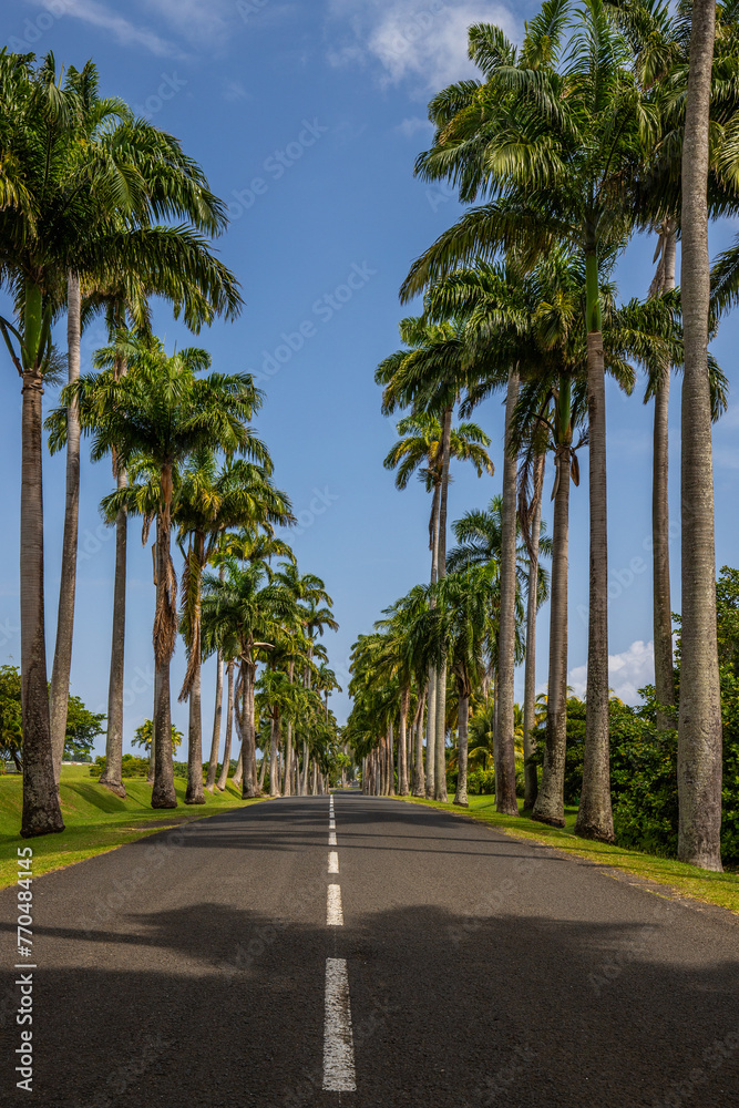 The famous Pallem allee l’Allée Dumanoir. Landscape shot from the middle of the street into the avenue. Taken on a changeable day.Grand Terre, Guadeloupe, Caribbean