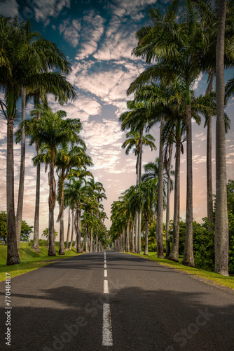 The famous palm tree avenue l’Allée Dumanoir. Landscape shot from the middle of the street into the avenue. Taken at a fantastic sunset. Grand Terre, Guadeloupe, Caribbean © Jan