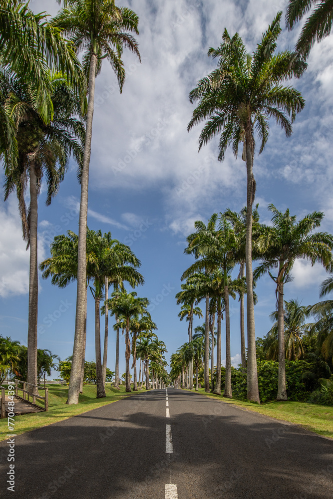 The famous Pallem allee l’Allée Dumanoir. Landscape shot from the middle of the street into the avenue. Taken on a changeable day.Grand Terre, Guadeloupe, Caribbean