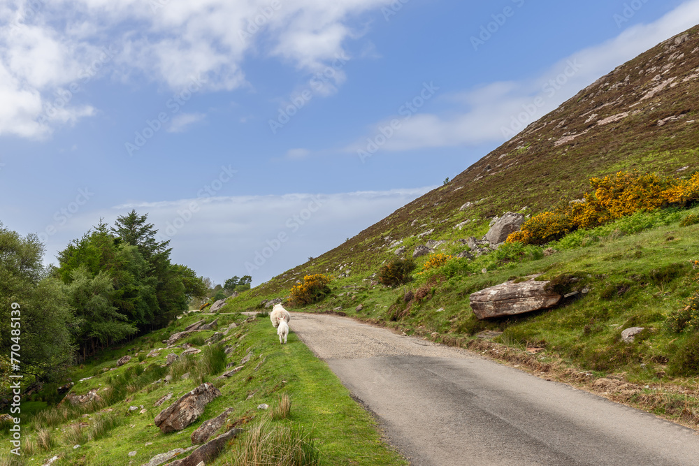 In the Highland Council region of Scotland, a Scottish sheep ambles along a country road flanked by wild gorse and rolling hills
