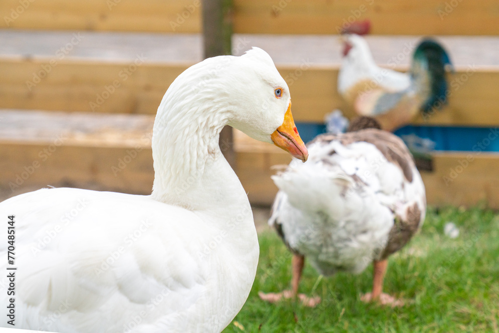 white goose on the green grass in the garden white goose on the green grass in the garden