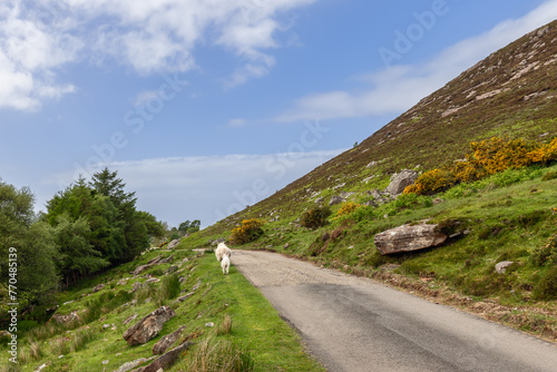 In the Highland Council region of Scotland, a Scottish sheep ambles along a country road flanked by wild gorse and rolling hills