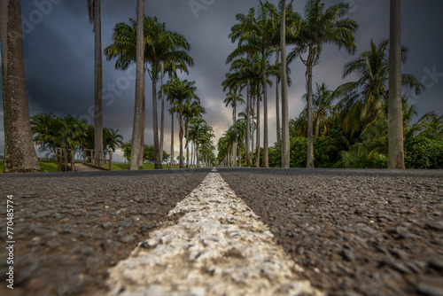 The famous palm tree avenue l’Allée Dumanoir. Landscape shot from the middle of the street into the avenue. Taken at a fantastic sunset. Grand Terre, Guadeloupe, Caribbean photo