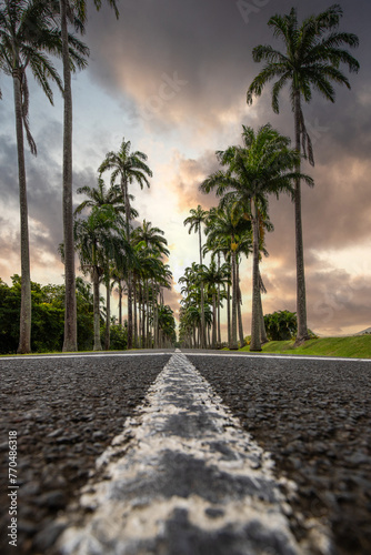 The famous palm tree avenue l’Allée Dumanoir. Landscape shot from the middle of the street into the avenue. Taken at a fantastic sunset. Grand Terre, Guadeloupe, Caribbean photo