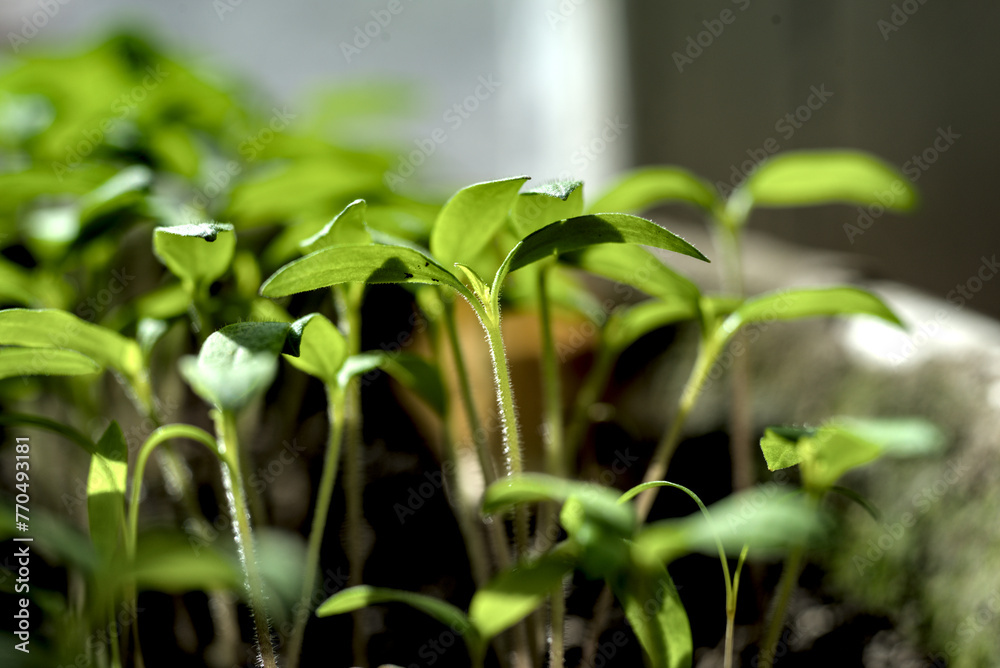 Young tomato seedlings on the windowsill Young tomato seedlings on the windowsill